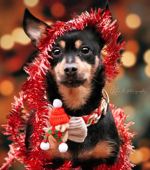 Christmas * Dog Bow * Cat Bow * Teddy Bear * Hat * Scarf * Cord * red * green * The snuggle is real!