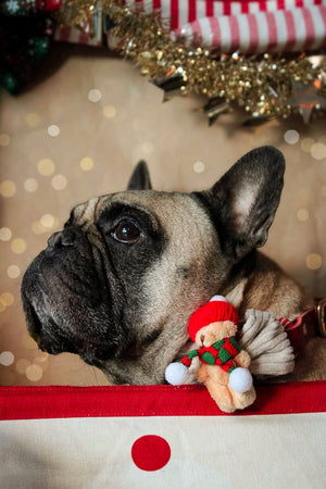 Christmas * Dog Bow * Cat Bow * Teddy Bear * Hat * Scarf * Cord * red * green * The snuggle is real!