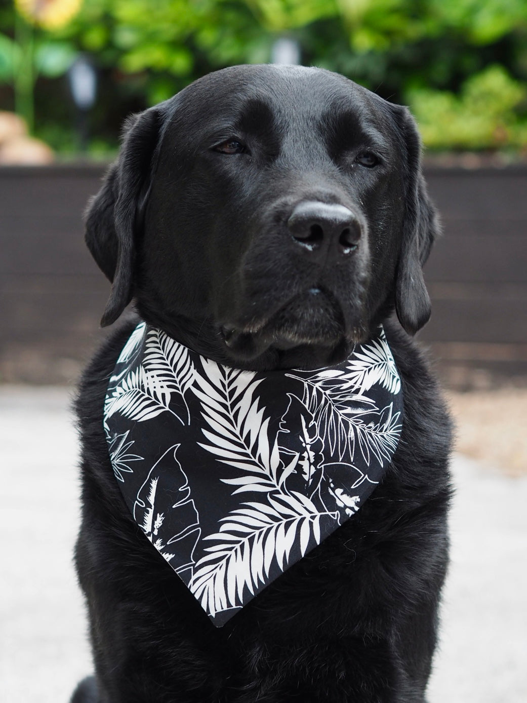 Schwarzer Labrador trägt Hundehalstuch mit Palmenmuster in weiß und schwarz