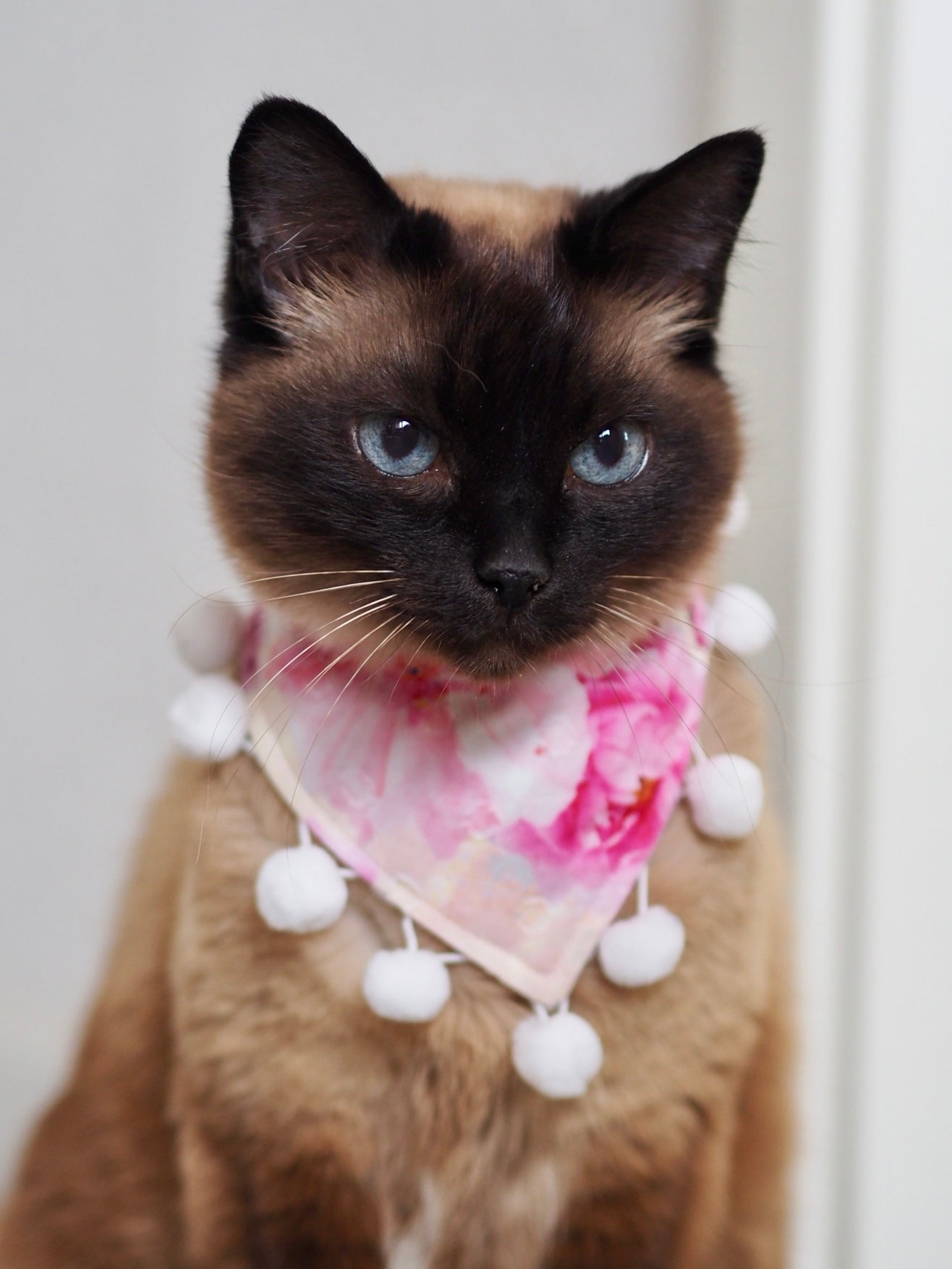 Siamkatze trägt Katzenhalstuch mit Blumenmuster in rosa und weißer Bommelborte