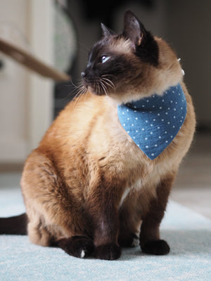 Siamkatze trägt Katzenhalstuch in blau mit Punkten aus Musselinstoff